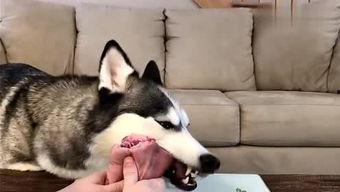 要哈士奇大腚娱乐吃瓜酱,吃瓜酱带你领略萌宠界的欢乐盛宴